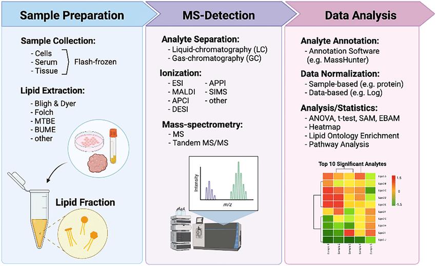 Lipidomics in Cancer Research and Disease Understanding