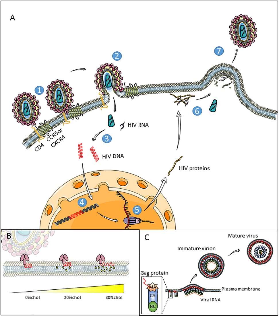 Lipidomics in Infectious Diseases: Insights and Applications