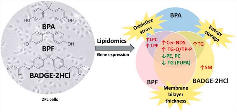 Lipidomics in Toxicology: Insights, Applications, and Implications