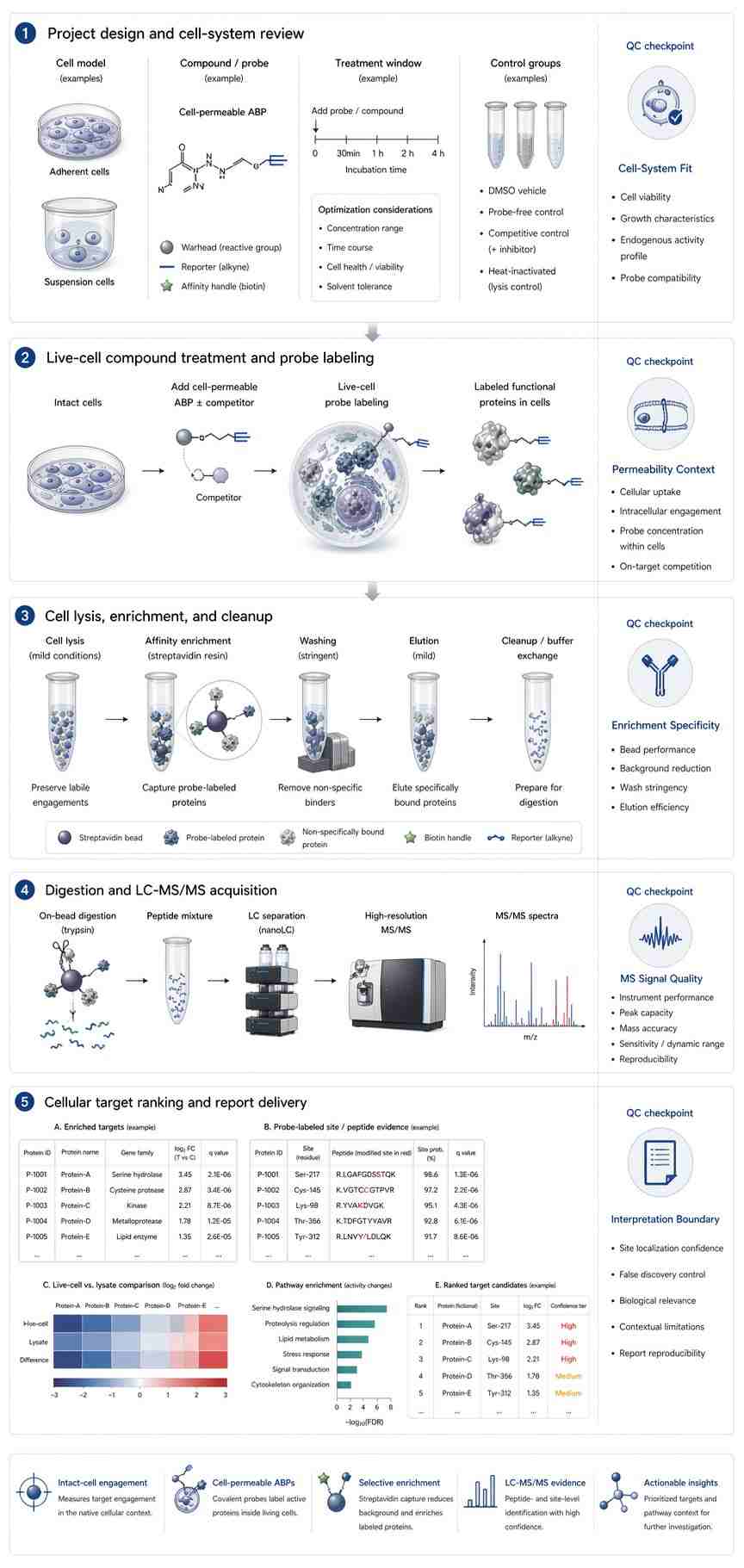 Vertical live-cell ABPP workflow with cell treatment, probe labeling, enrichment, LC-MS/MS, and target ranking.