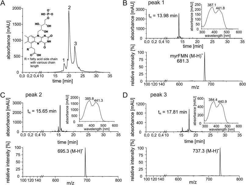 LuxF Enhances Bacterial Bioluminescence by Scavenging Inhibitory Flavin Derivatives