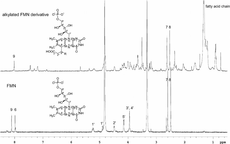 Comparison of the 1H NMR-spectra of alkylated FMN derivative (compound 2) and FMN.