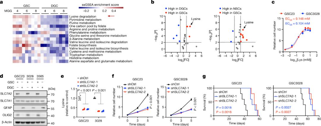 Lysine Catabolism Shapes Tumor Immunity: Insights from Glioblastoma Stem Cells