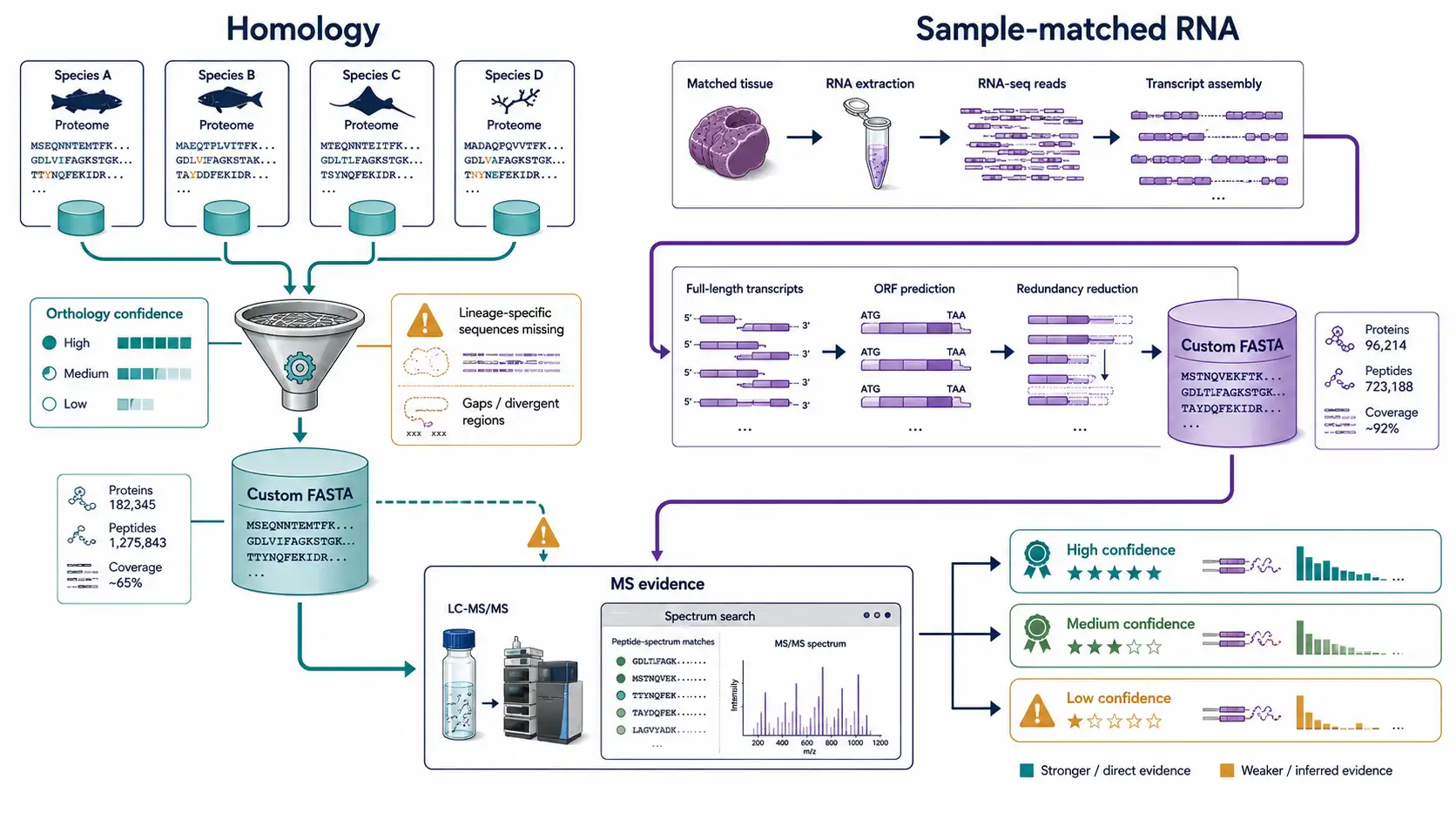 Side-by-side comparison of close-relative homology and matched RNA-seq database construction for non-model organism proteomics.