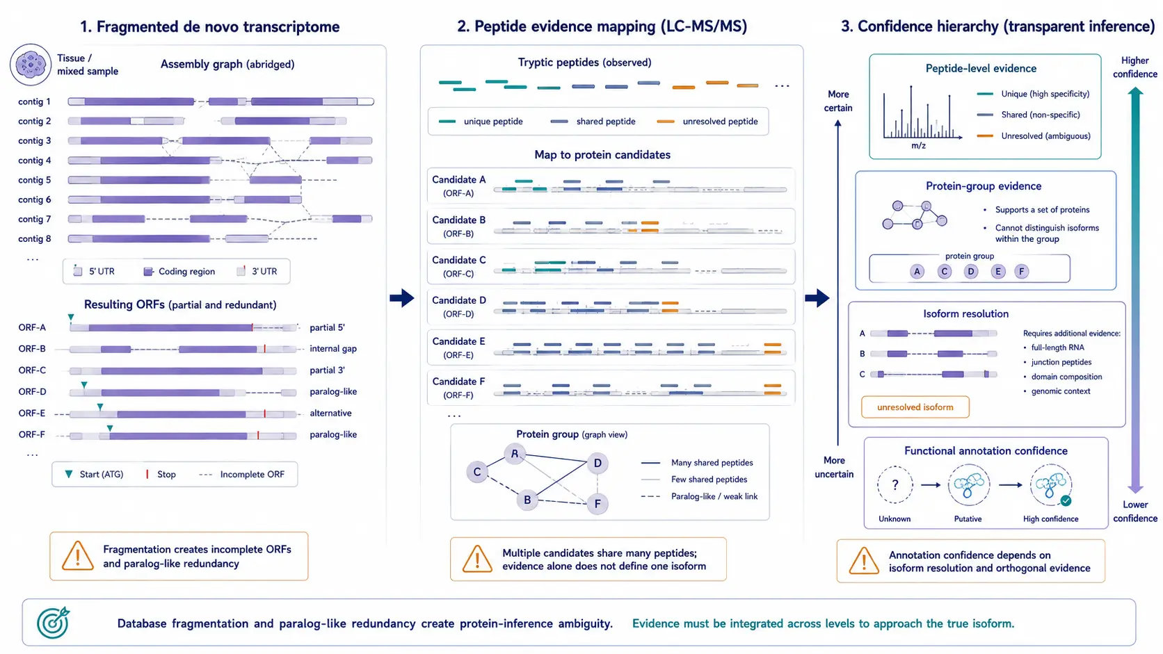 Workflow showing de novo peptide reconstruction from tandem mass spectra followed by spectral quality checks, database reconciliation, and targeted confirmation.