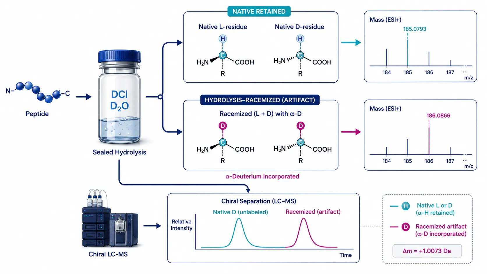 Mechanistic diagram of peptide hydrolysis in DCl and D2O showing native L and D residues retaining the original alpha hydrogen and newly hydrolysis-racemized products incorporating deuterium for mass-selective LC-MS discrimination.