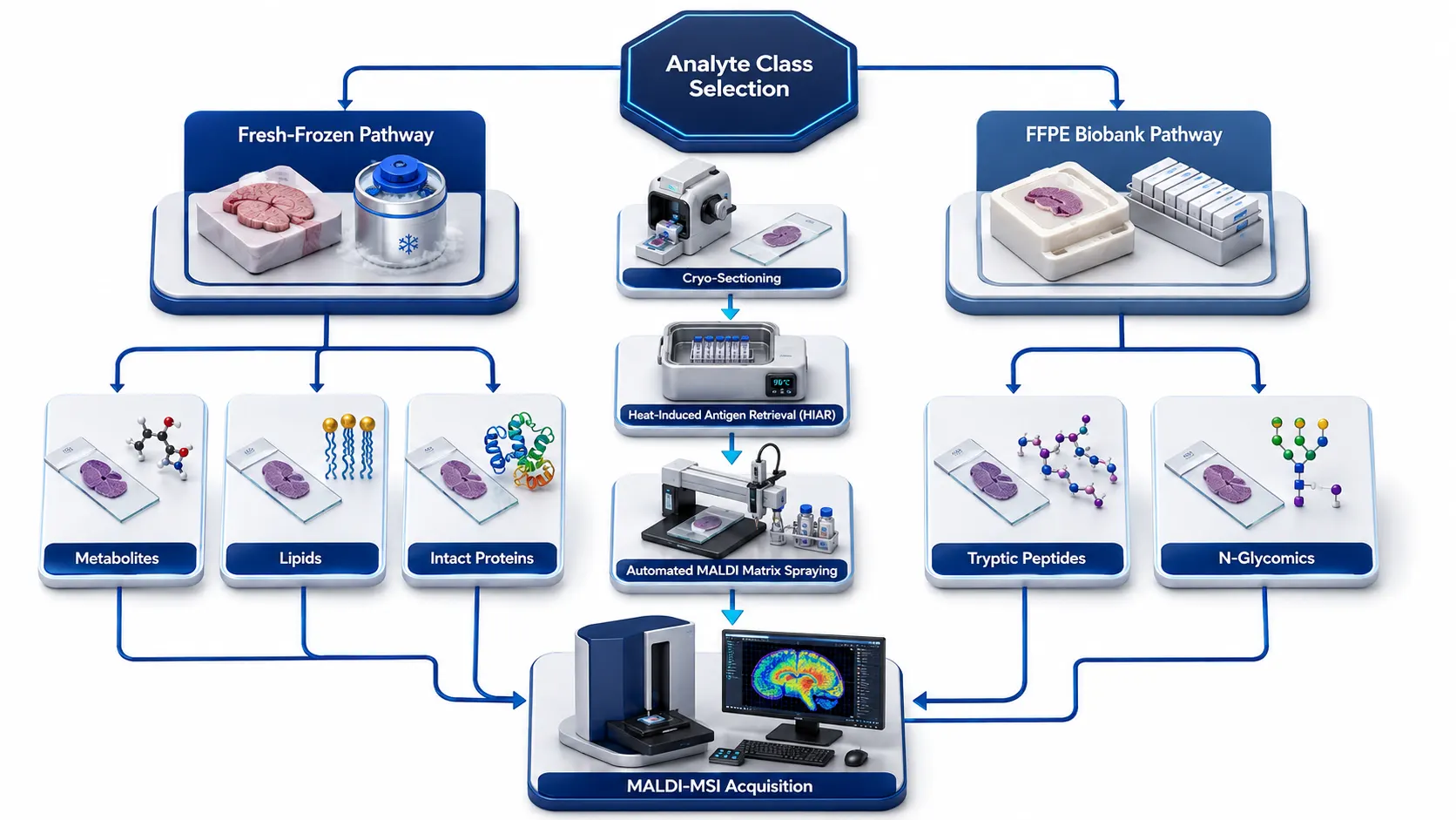 FFPE vs Fresh-Frozen Tissue for Spatial Omics: Choosing the Right Preservation Strategy for MALDI-MSI