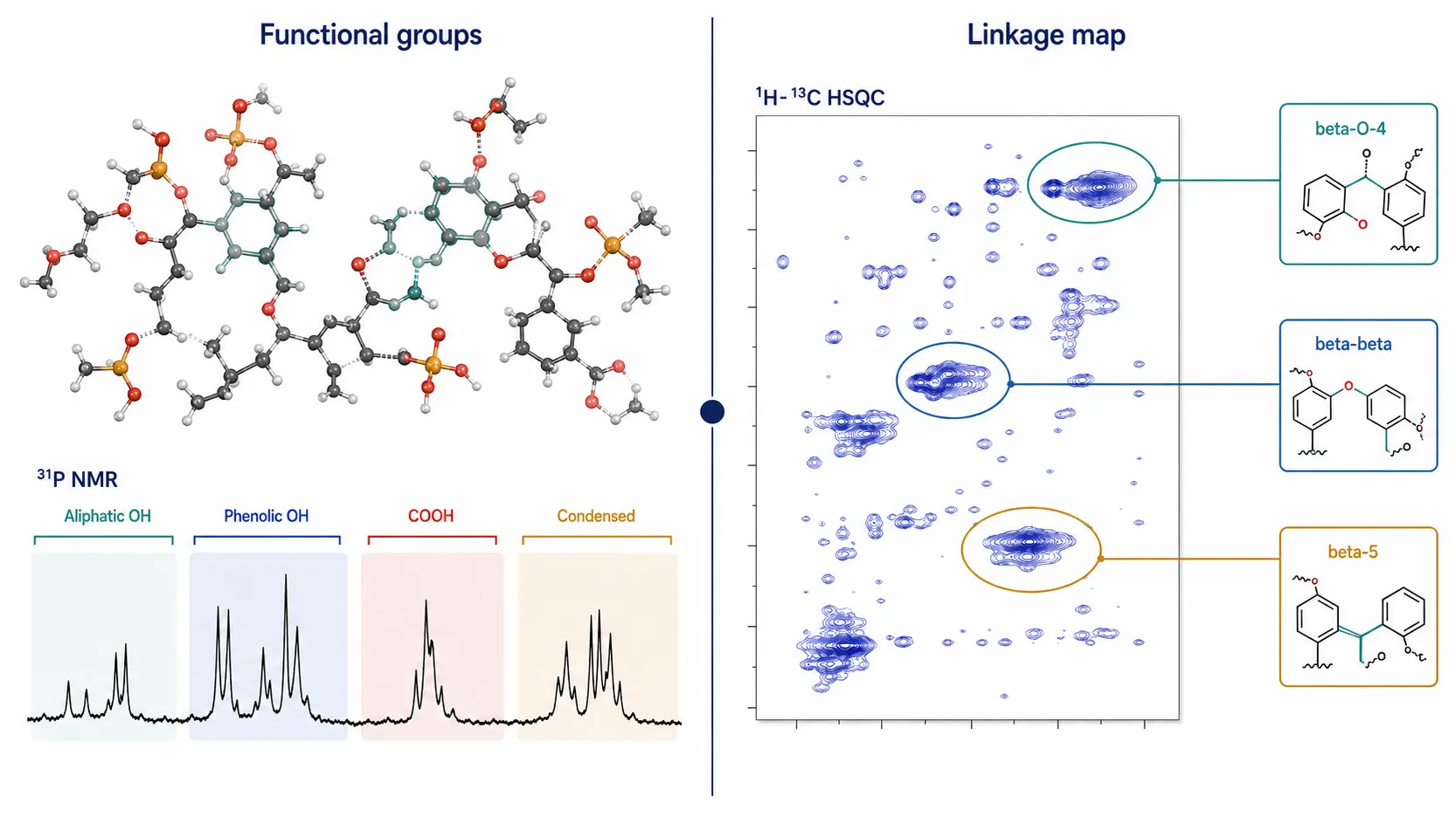 Complementary 31P NMR functional-group quantitation and HSQC linkage mapping for technical lignin.