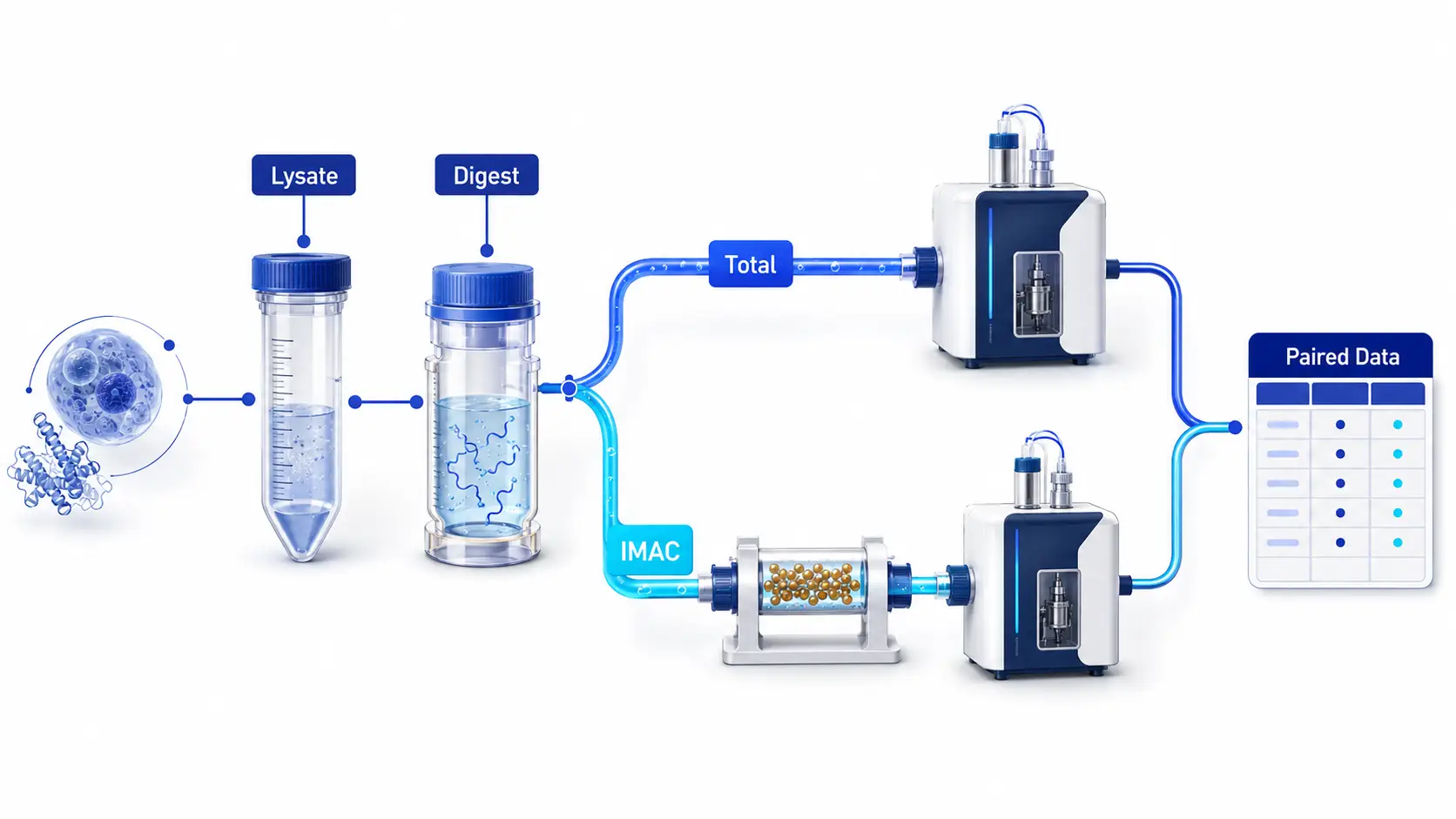 Paired workflow showing one cell or tissue lysate digested once, split into a total-proteome aliquot and an IMAC phosphopeptide-enrichment fraction, then analyzed with matched sample and batch identifiers.