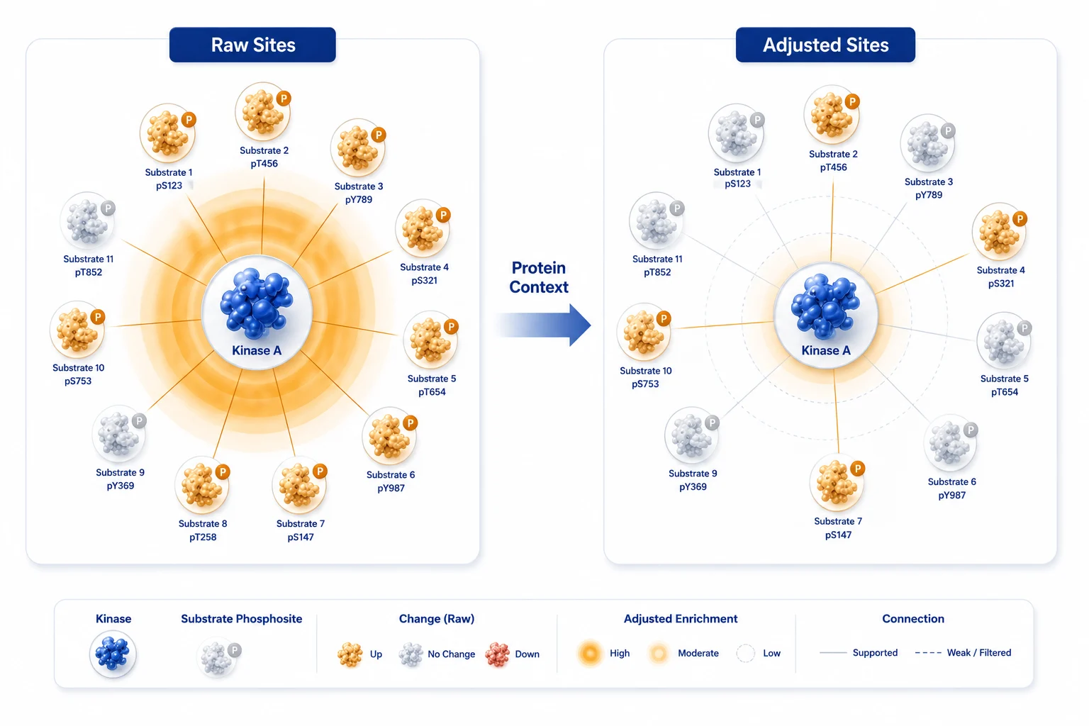 Paired kinase-substrate enrichment analysis output showing raw phosphosite scores beside protein-adjusted scores, with false pathway emphasis reduced after parent-protein abundance is considered.