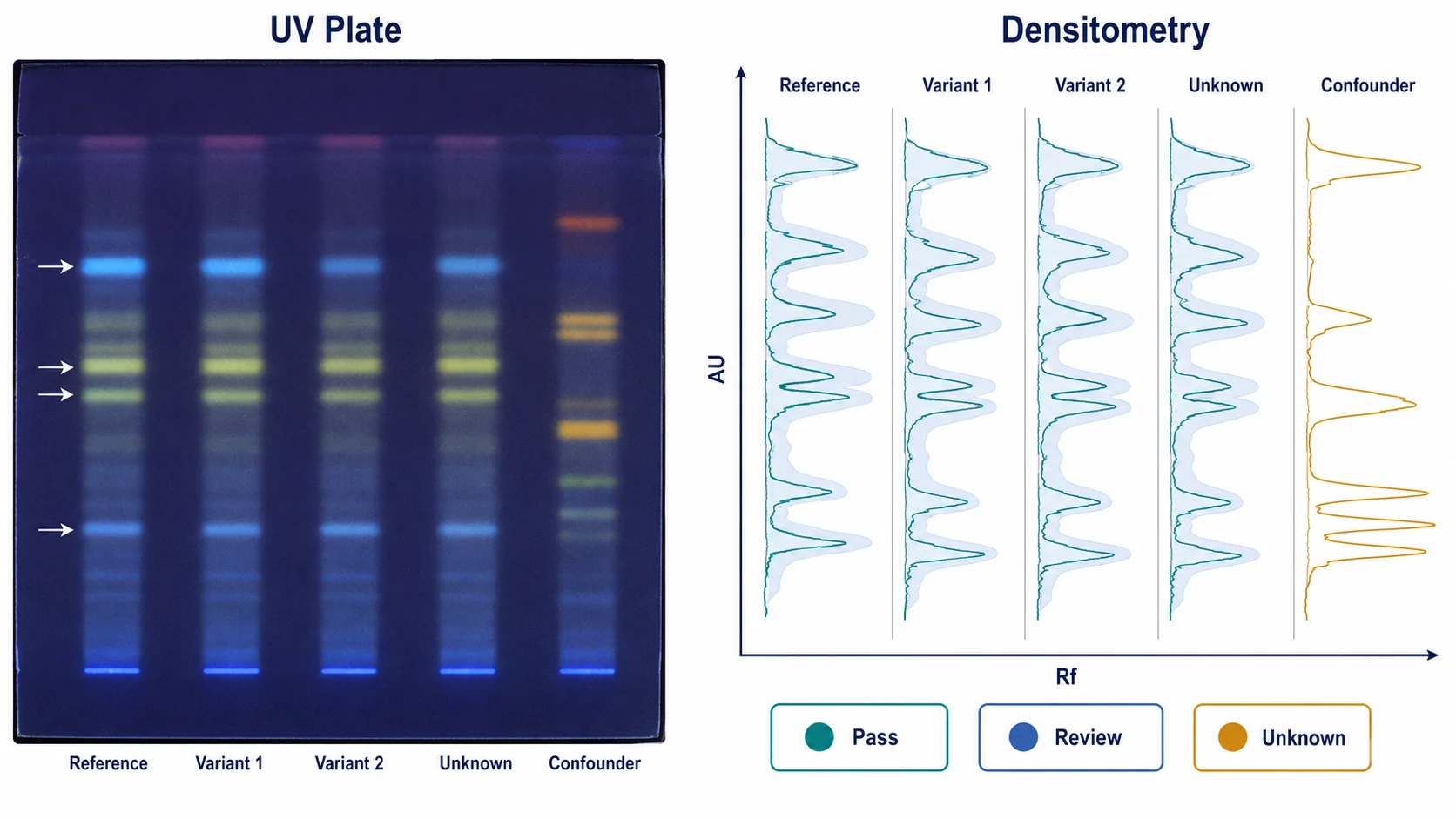 A paired comparison of an HPTLC plate evaluated visually and the same lanes converted into aligned densitometric profiles with an acceptance envelope.