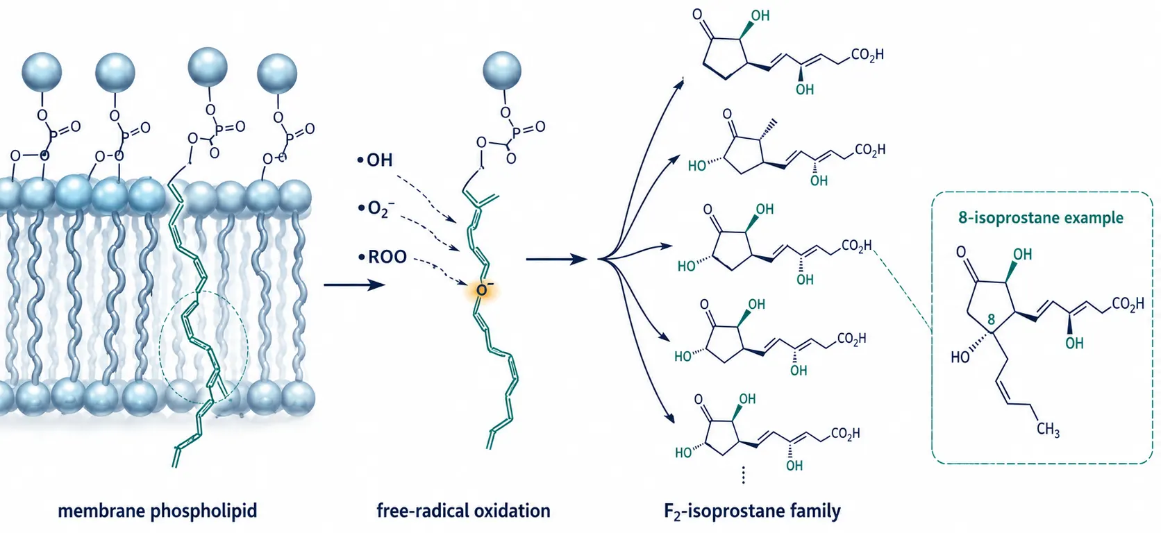 Plasma or Urine for F2-Isoprostane Analysis? Choosing the Matrix, Analyte Form, and Normalization Strategy