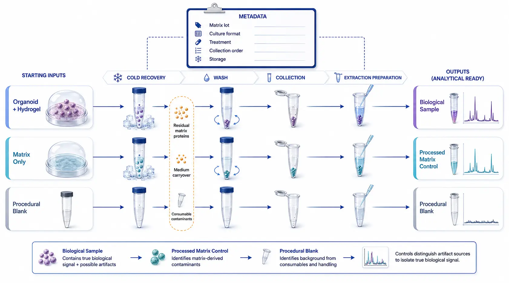 A laboratory workflow illustration of an organoid culture dome being recovered into a collection tube, with parallel icons for processed matrix-only control, procedural blank, sample metadata, and a final clean sample pellet. The graphic labels sources of contamination without showing brand-specific materials.