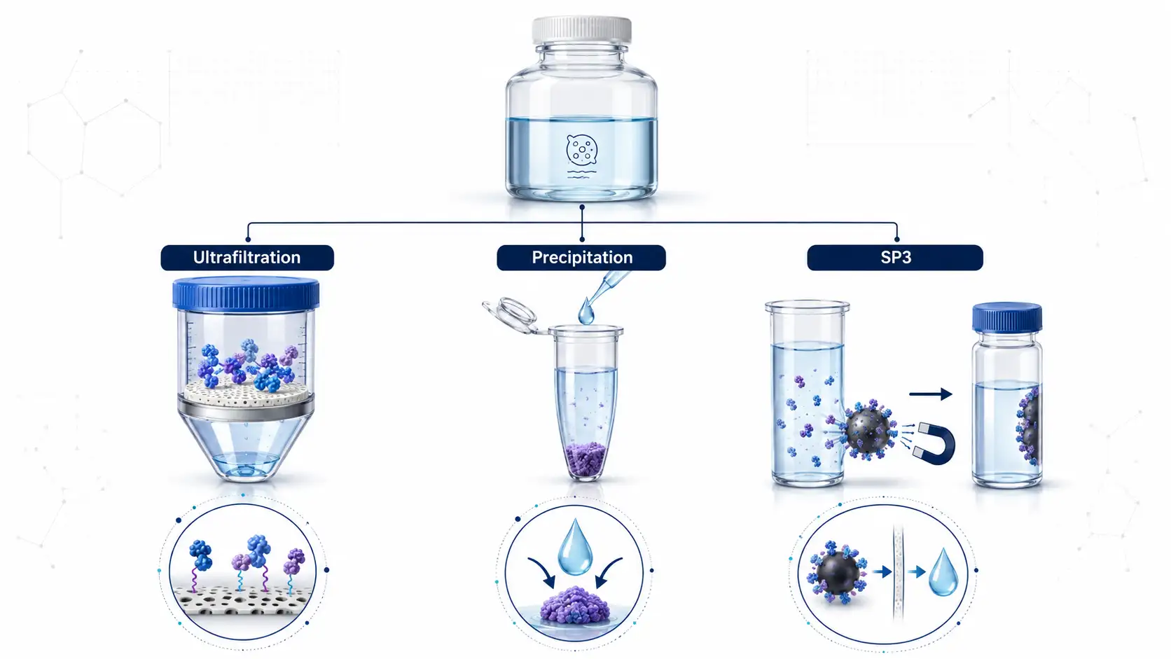 Comparison graphic of three conditioned-medium concentration approaches: ultrafiltration, precipitation, and SP3 magnetic-bead capture, with recovery, desalting, scale, and potential bias as decision criteria.
