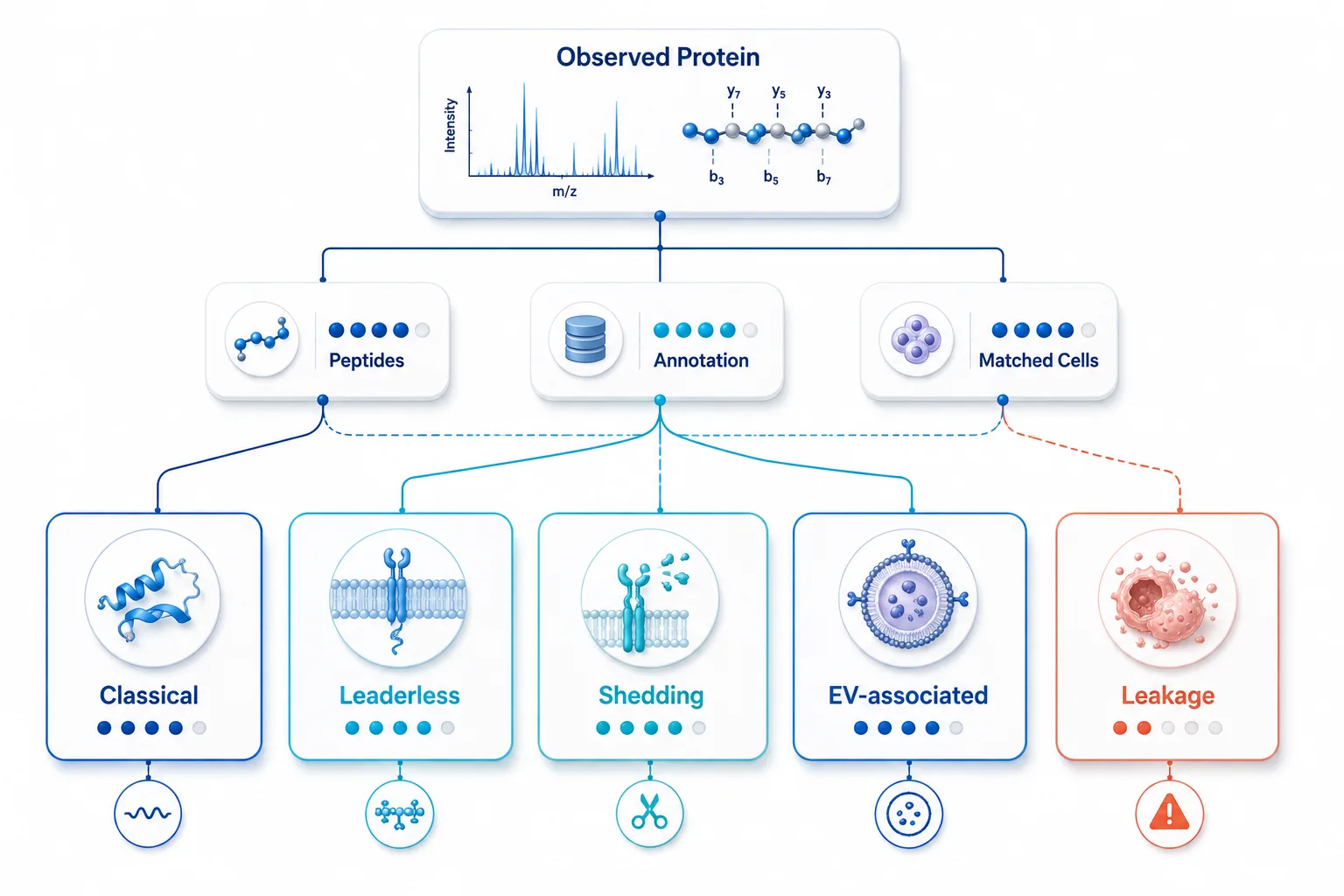 Decision tree for assigning a supernatant protein as classically secreted, candidate unconventional secretion, shed membrane protein, vesicle-associated, or likely leakage using peptide evidence, annotation, and matched lysate comparison.