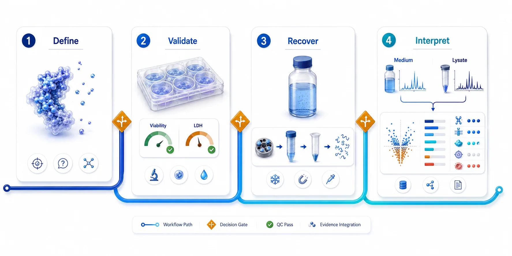 Four-phase end-to-end SOP for secretome proteomics: define release question, validate serum-free collection window, clarify and concentrate conditioned medium, then interpret with matched lysate and bioinformatic evidence.