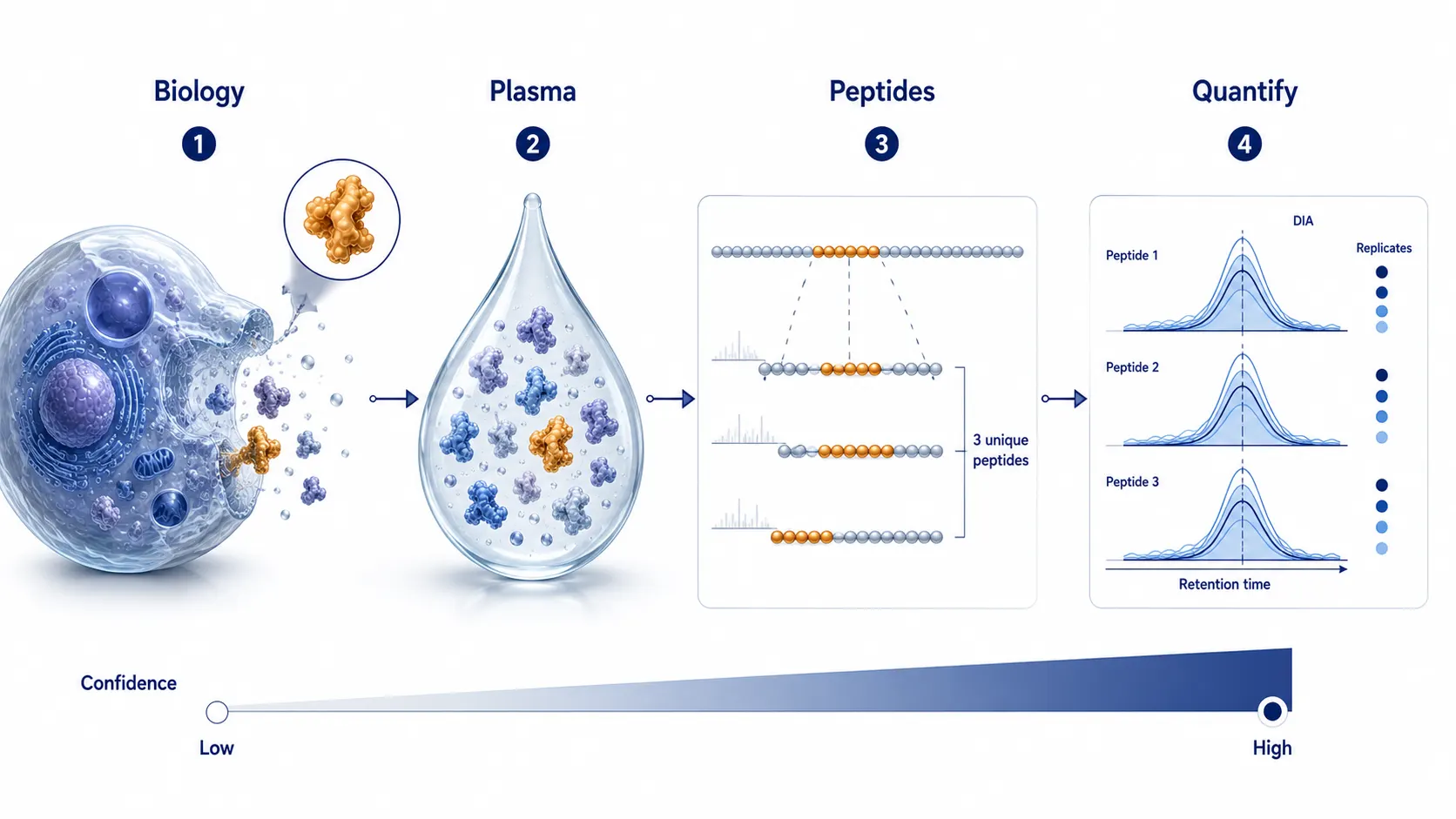 Four-stage evidence chain from tissue expression through plasma presence and peptide identification to reproducible DIA quantification.