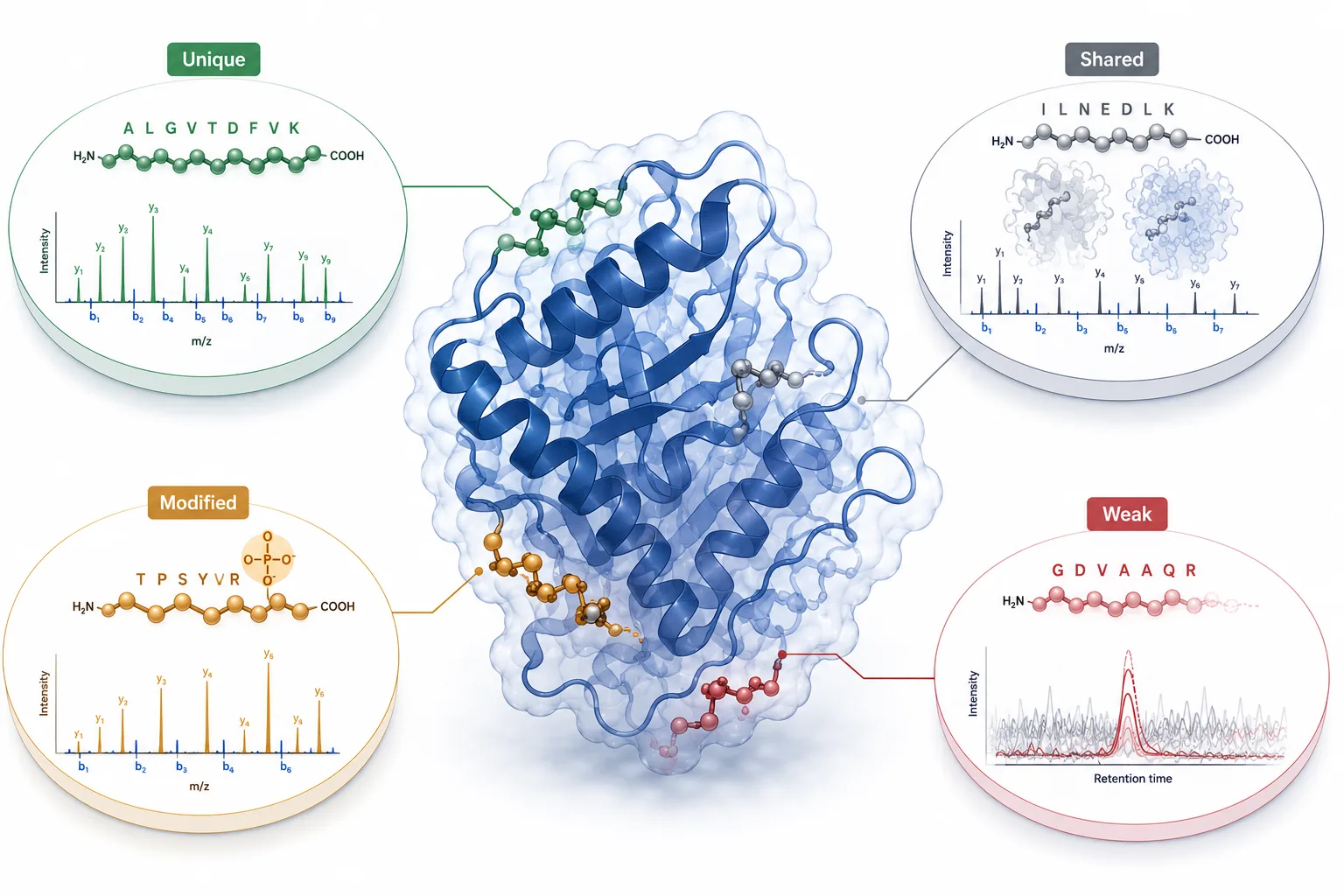 A peptide feasibility map comparing a target protein with unique observable peptides, shared peptides, modified peptides, and peptides affected by poor digestion or ionization.