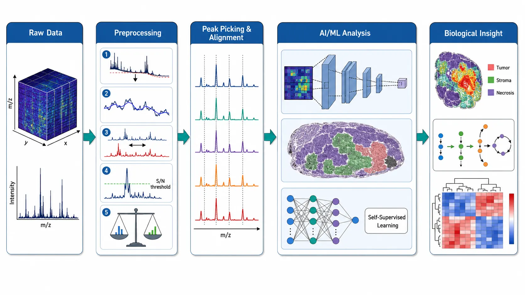 MALDI-MSI Data Analysis Pipeline — Five-Stage Horizontal Workflow with AI/ML Integration
