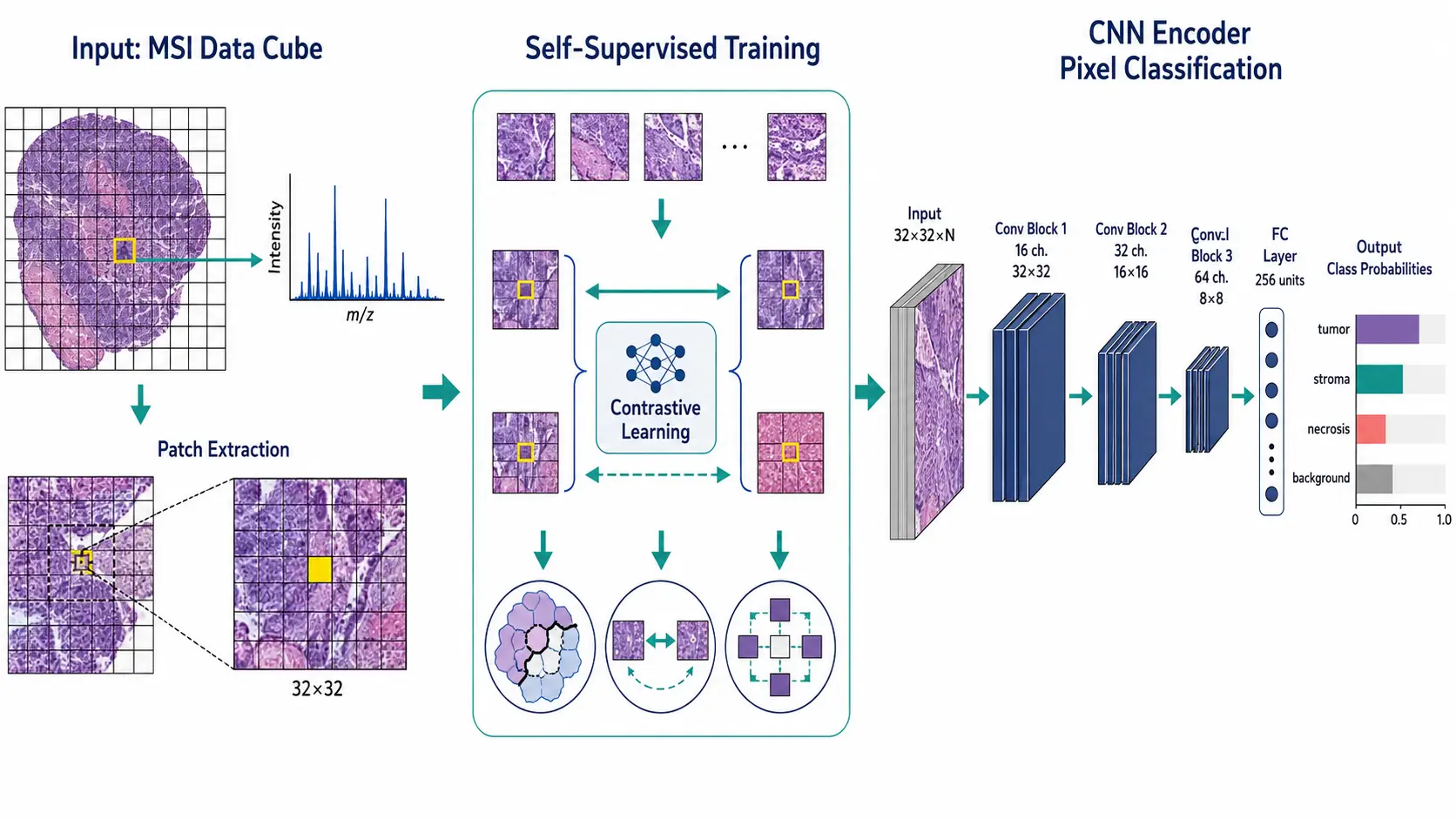 CNN Pixel Classification for MALDI-MSI — Self-Supervised Learning Concept Diagram