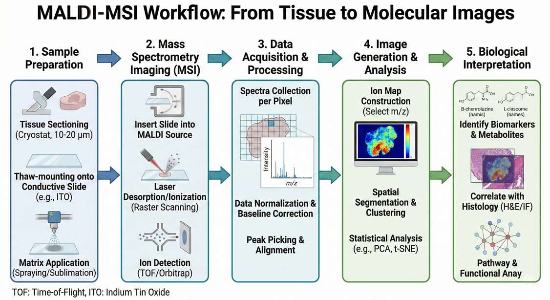 MALDI-MSI workflow
