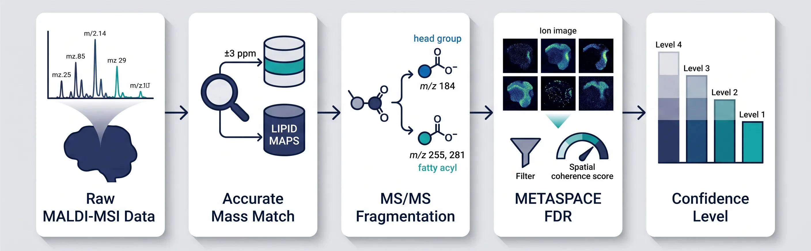 Lipid annotation pipeline — from raw MALDI-MSI data through accurate mass matching (LIPID MAPS), MS/MS fragmentation (head group + fatty acyl identification), METASPACE spatial FDR filtering, and final confidence level assignment.