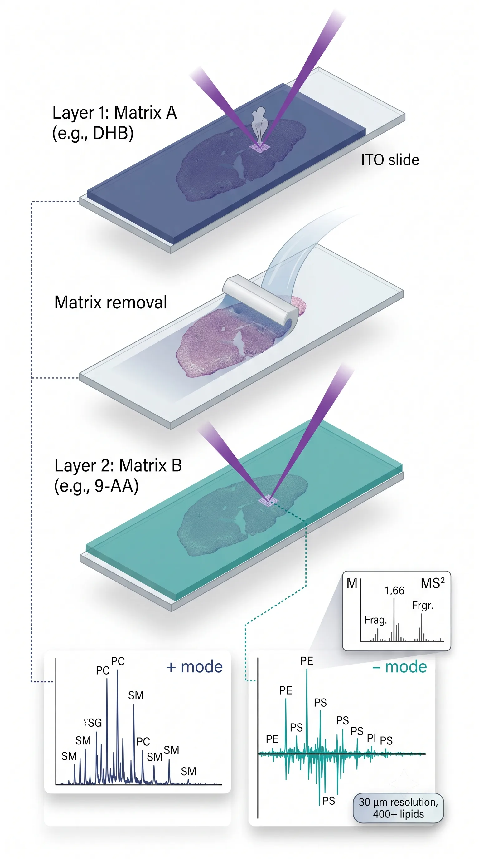 SMASH imaging workflow — schematic showing serial MALDI acquisition on the same tissue pixels with two complementary matrices, dual-polarity spectra, and MS² validation.