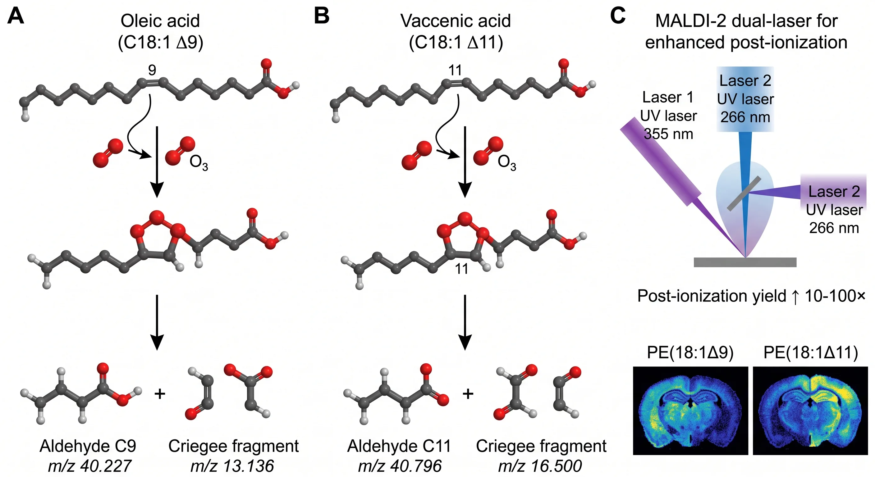 C=C positional isomer resolution concept — on-tissue ozonolysis chemistry, MALDI-2 post-ionization, and fragment-based double bond position determination for PE isomers.