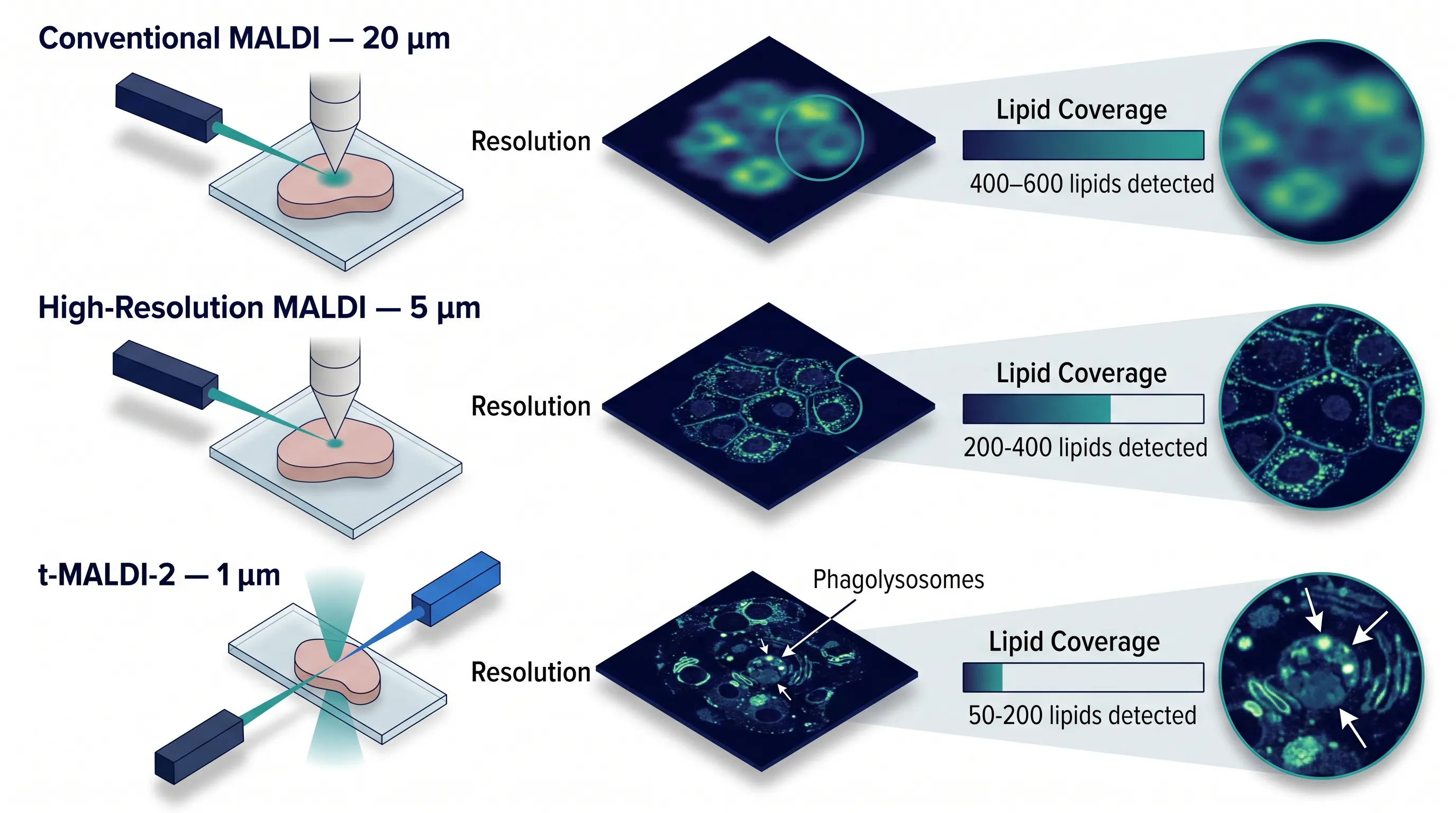 t-MALDI-2 subcellular lipid imaging — schematic comparing conventional MALDI (20 μm), high-res MALDI (5 μm), and t-MALDI-2 (1 μm) with representative ion images showing increasing spatial detail at the cost of lipid coverage.