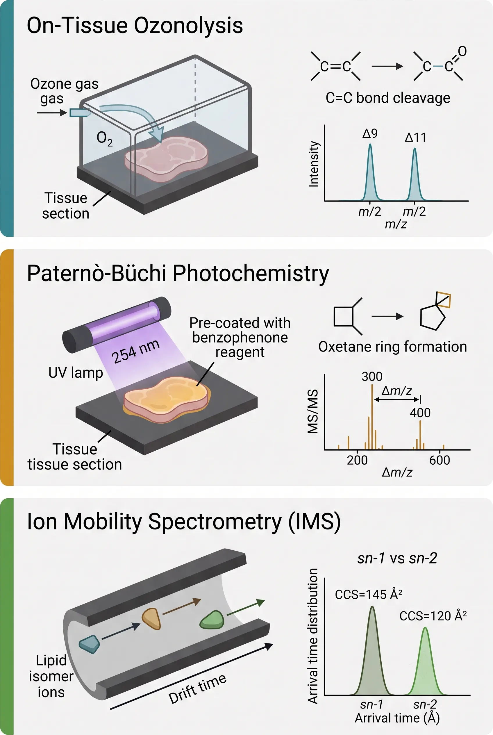 Isomer resolution strategies — three-panel comparison showing on-tissue ozonolysis (top), Paternò-Büchi photochemistry (middle), and ion mobility CCS separation (bottom), each with representative data showing isomer discrimination.