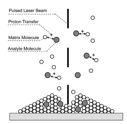 MALDI-TOF-MS Intact Protein Analysis