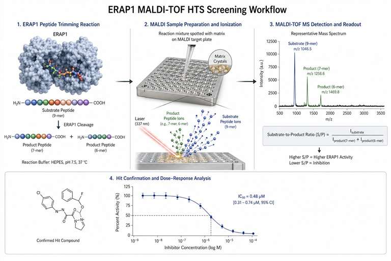ERAP1 MALDI-TOF HTS screening workflow: peptide substrate conversion, MALDI-TOF MS detection, hit identification, IC50 confirmation.