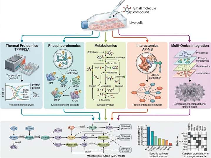 Mechanism-of-action analysis service overview: compound-treated live cells analysed by five orthogonal MS platforms — thermal proteomics (TPP), phosphoproteomics, metabolomics, interactomics (AP-MS), and multi-omics integration — converging on a systems-level MoA model with pathway maps and causal network inference for drug discovery teams.