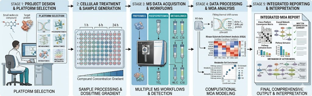 Mechanism-of-action analysis workflow: project design and platform selection, cellular treatment with compound at multiple time points, MS data acquisition across thermal proteomics/phosphoproteomics/metabolomics platforms, data processing with KSEA and pathway enrichment analysis, and integrated MoA reporting with cross-platform convergence model and causal network inference.