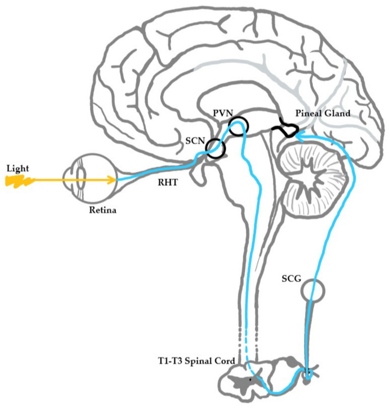 Neuroanatomical pathway of light stimulus to the pineal gland.