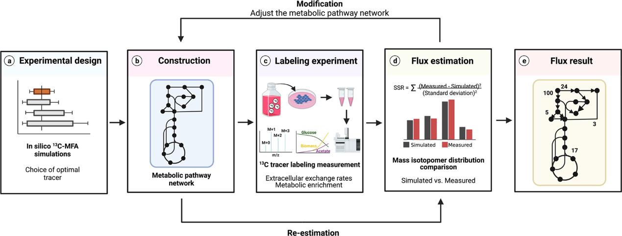 Metabolic Flux Analysis and In Vivo Isotope Tracing