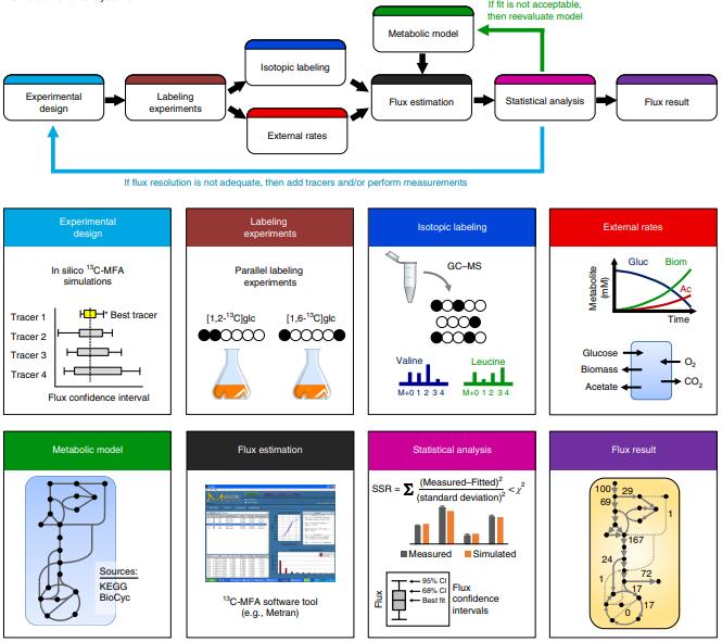 Metabolic Flux Analysis: Unraveling Cellular Metabolism