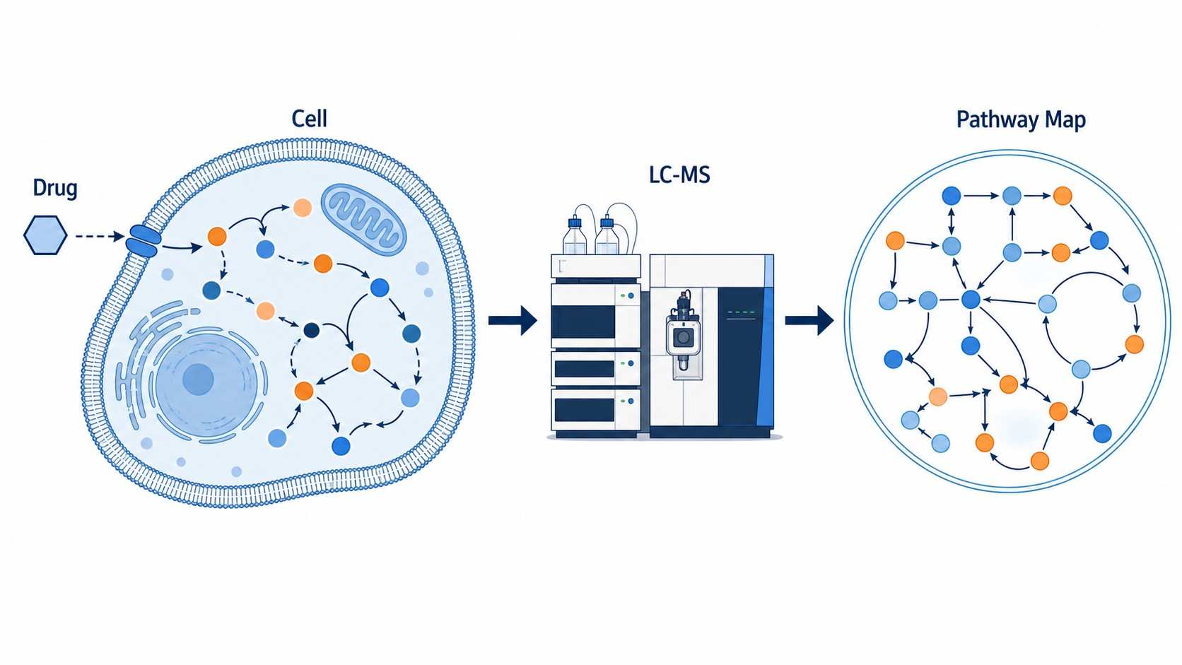 Metabolic Pathway Drug-Response Mapping platform diagram featuring drug molecule, cellular metabolism perturbation, LC-MS analysis, and KEGG pathway map with color-coded up/down-regulated pathways.