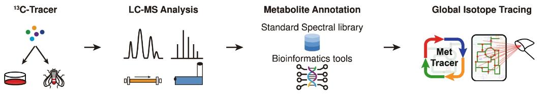 Metabolomics for Biomedicine: From Single Cells to Organelles