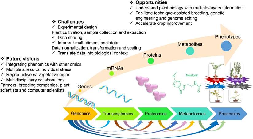 Metabolomics in Agriculture: Transforming Sustainability and Crop Quality