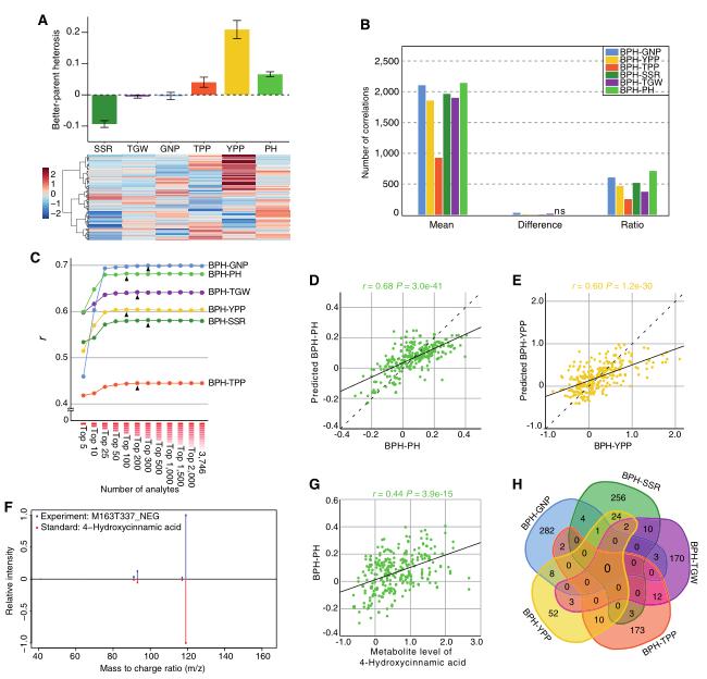 Metabolomics of Heterosis in Rice: Predicting Complex Phenotypes