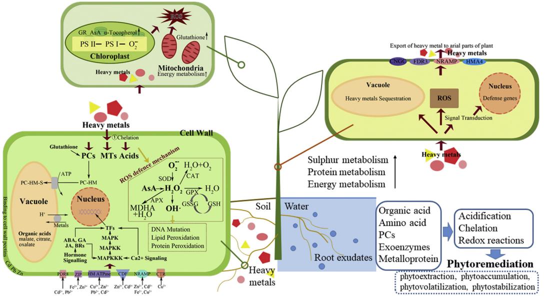 Metabolomics Unveils the Secrets of Environmental Pollutant Toxicity