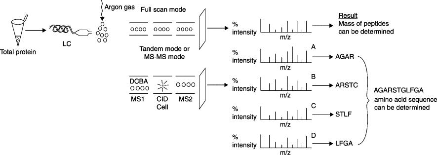 Methods and Techniques for Protein Sequencing