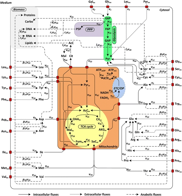 Metabolic network used for metabolic flux analysis.