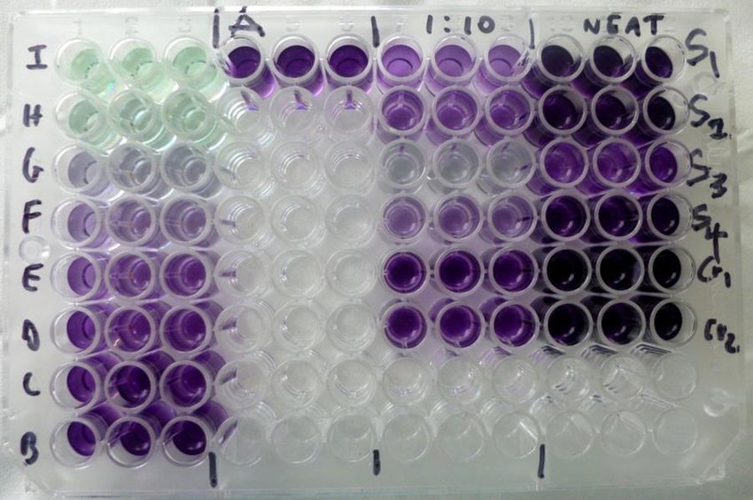 Micro-Sample Protein Quantification Techniques