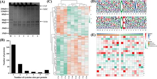 Redox proteomic service