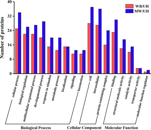 Redox proteomic service