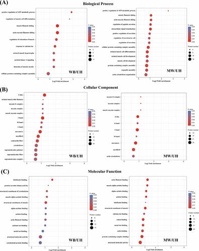 Redox proteomic service