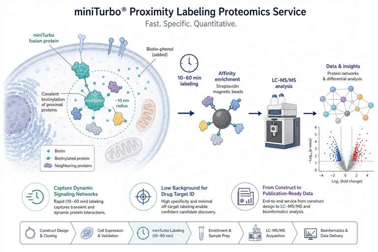 miniTurbo rapid labeling protein interaction service for drug discovery