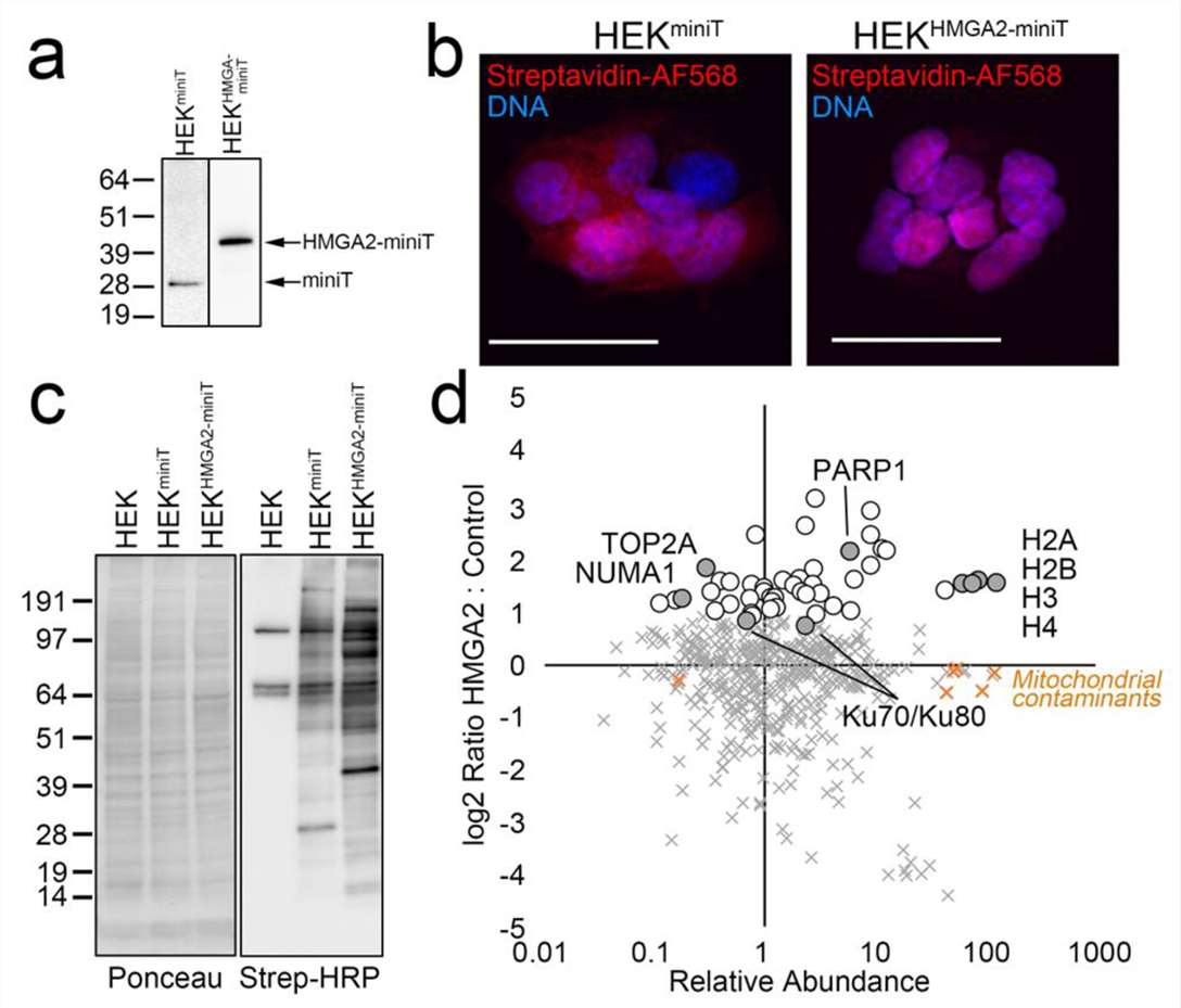 miniTurbo HMGA2 interactome comparison and gene ontology enrichment
